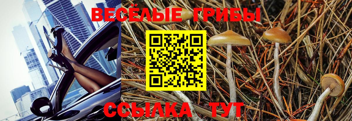 Псилоцибиновые грибы Psilocybe Протвино